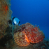 Red Scorpionfish - Scorpaena scrofa - Still ignoring you